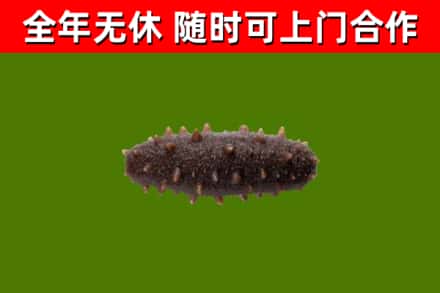 绥滨县回收海参干